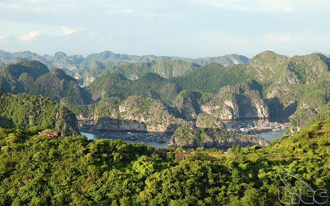 Vườn quốc gia Cát Bà thuộc tỉnh nào? Thuộc đảo nào ở Việt Nam?